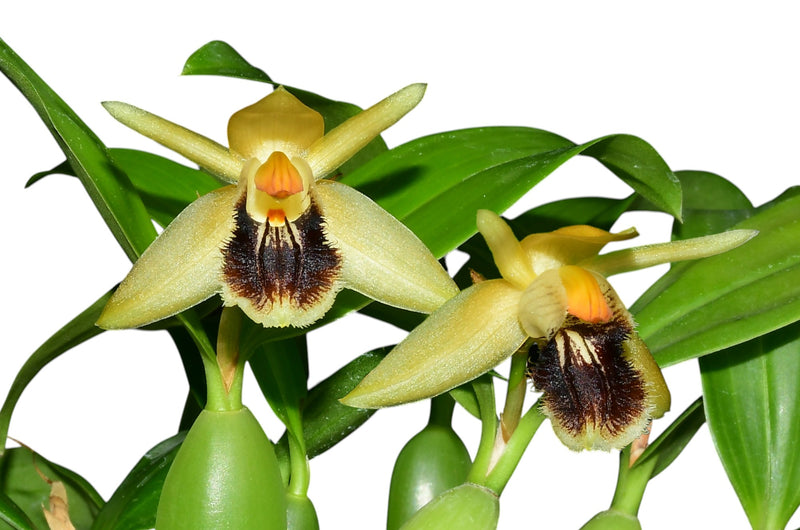 Coelogyne fimbriata