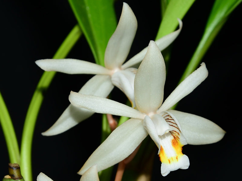 Coelogyne flaccida