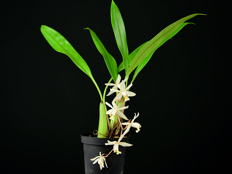 Coelogyne flaccida