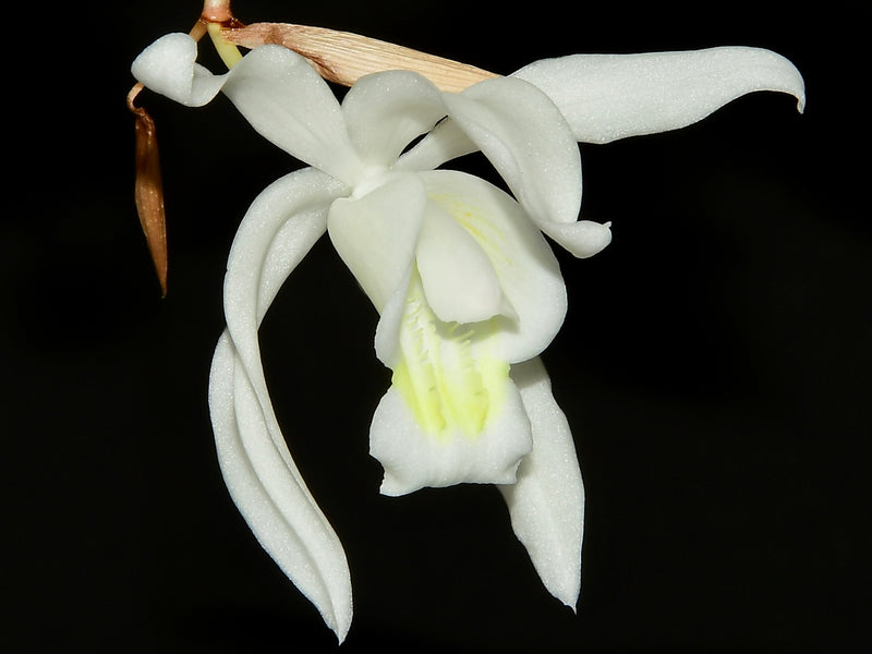 Coelogyne glandulosa