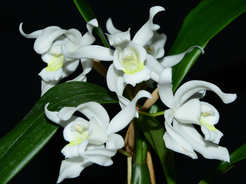 Coelogyne glandulosa