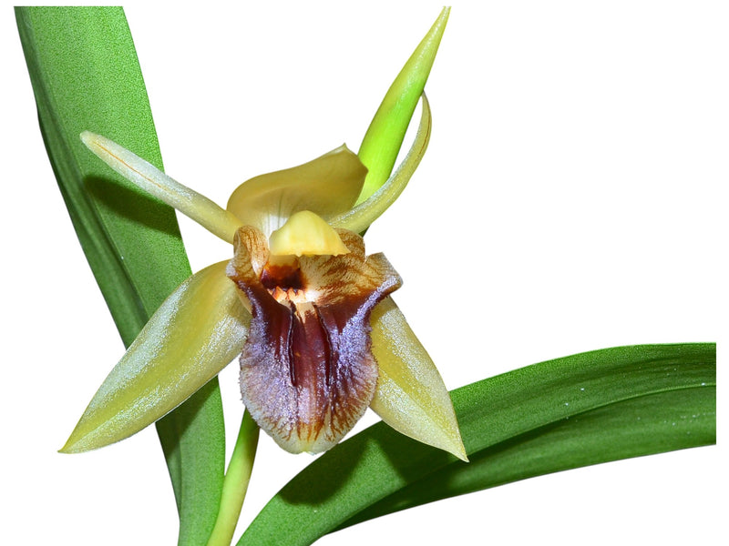 Coelogyne triplicatula