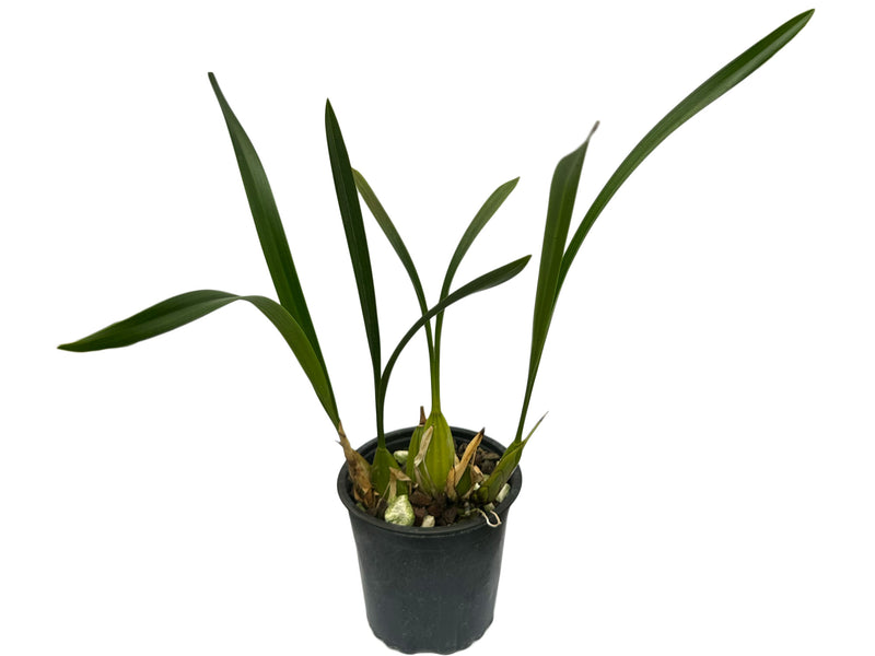 Coelogyne viscosa (10 cm Ampeltopf)