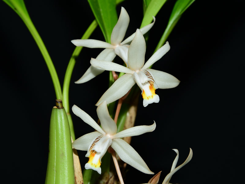 Coelogyne flaccida