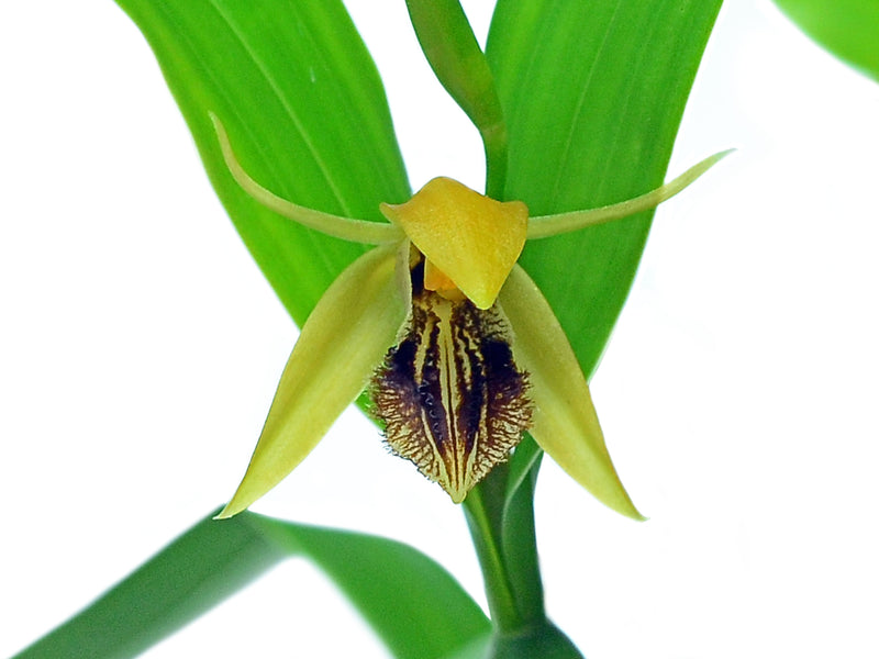 Coelogyne ovalis (10 cm Ampeltopf)