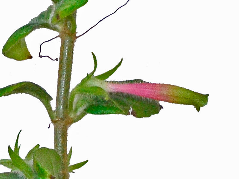 Columnea colombiana