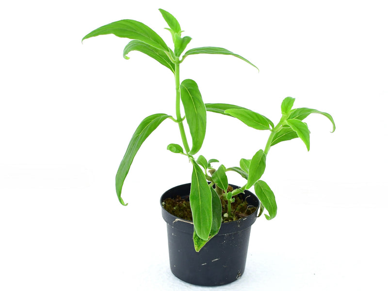 Columnea colombiana