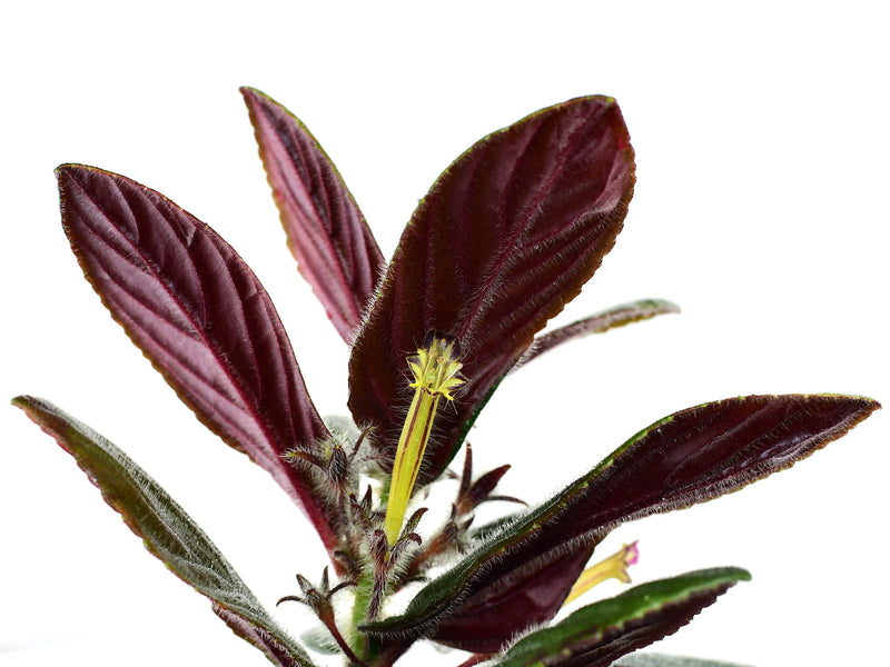 Columnea tenensis