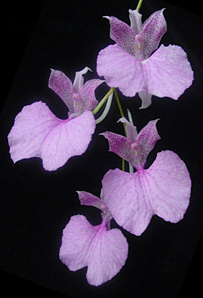 Comparettia macroplectron