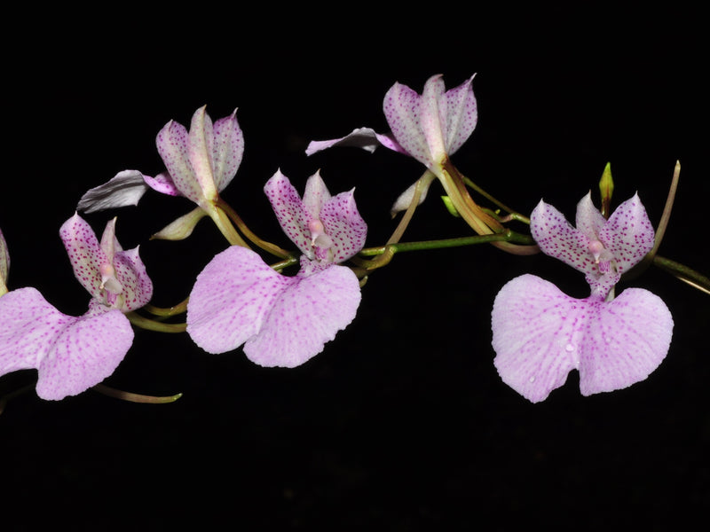 Comparettia macroplectron