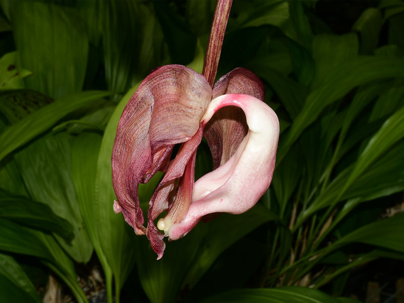 Coryhopea Ecuagenera