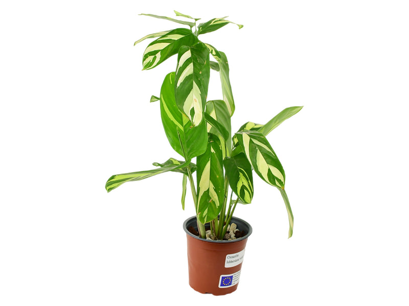 Ctenanthe lubbersiana variegada