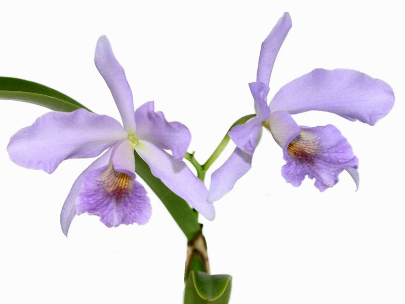 Cattlianthe Chloris 'coerulea'