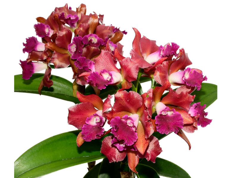 Cattlianthe Vito Munoz