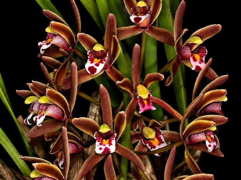 Cymbidium floribundum