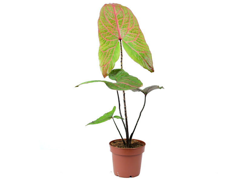 Cyrtosperma johnstonii