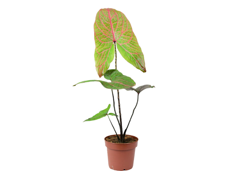 Cyrtosperma johnstonii