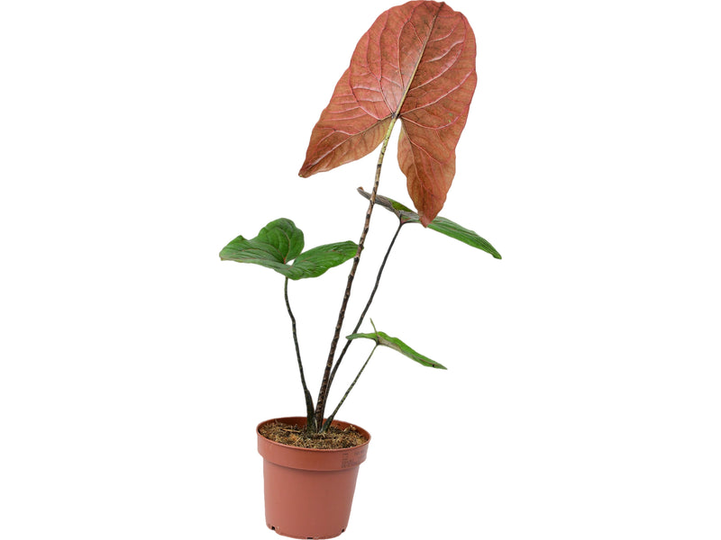 Cyrtosperma johnstonii