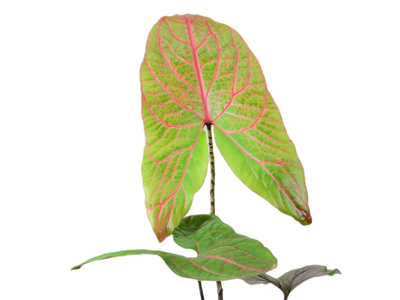 Cyrtosperma johnstonii