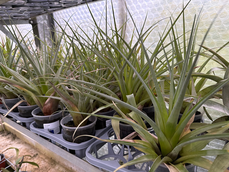 Tillandsia walteri