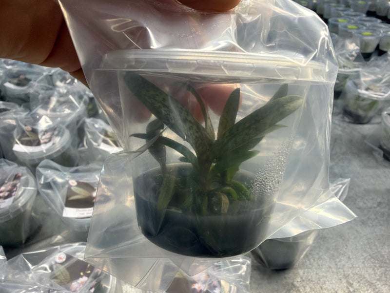 Phalaenopsis pulcherrima var. marmorata OP in vitro