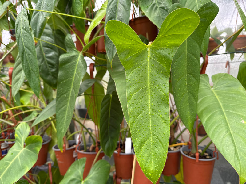 Philodendron (pinnatilobum aff x Jose Buono)
