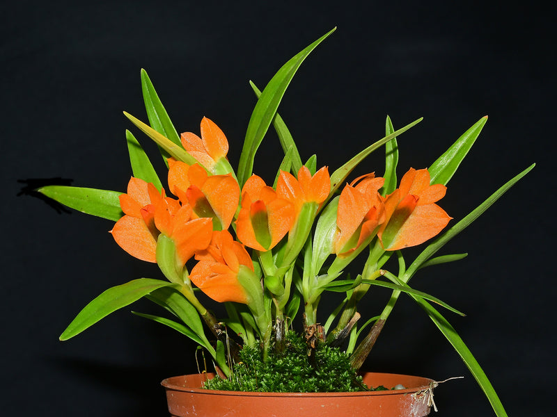 Dendrobium Jean Minet OP in vitro
