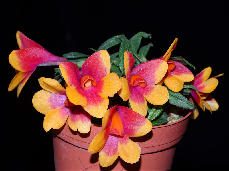 Dendrobium Mtn's Butterfly Kisses f. rojo-xanthinum