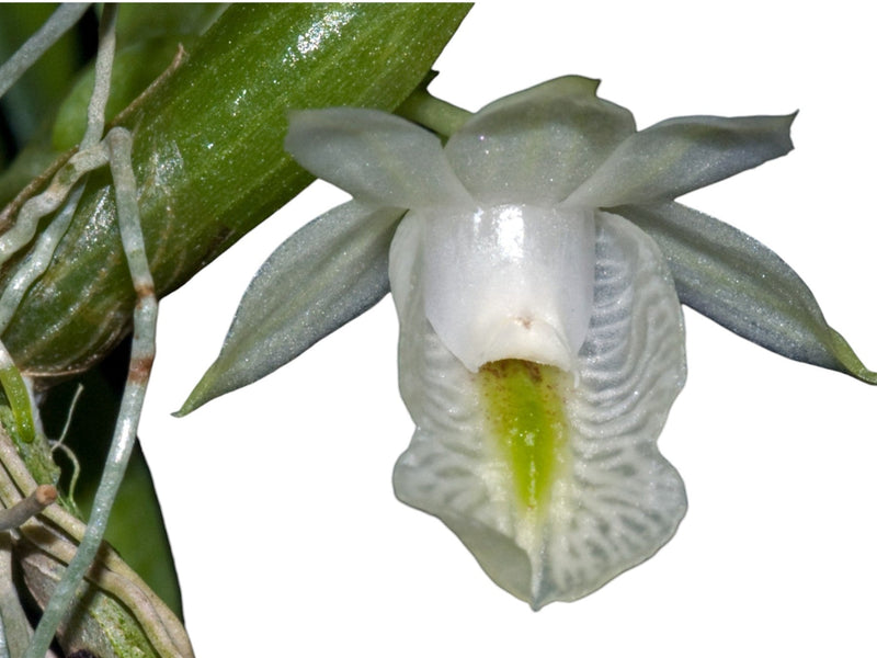 Dendrobium trinervium (5 cm Topf)