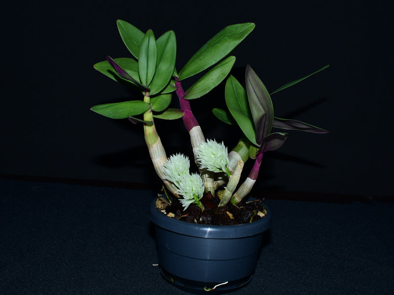 Dendrobium capituliflorum (10 cm Ampeltopf)