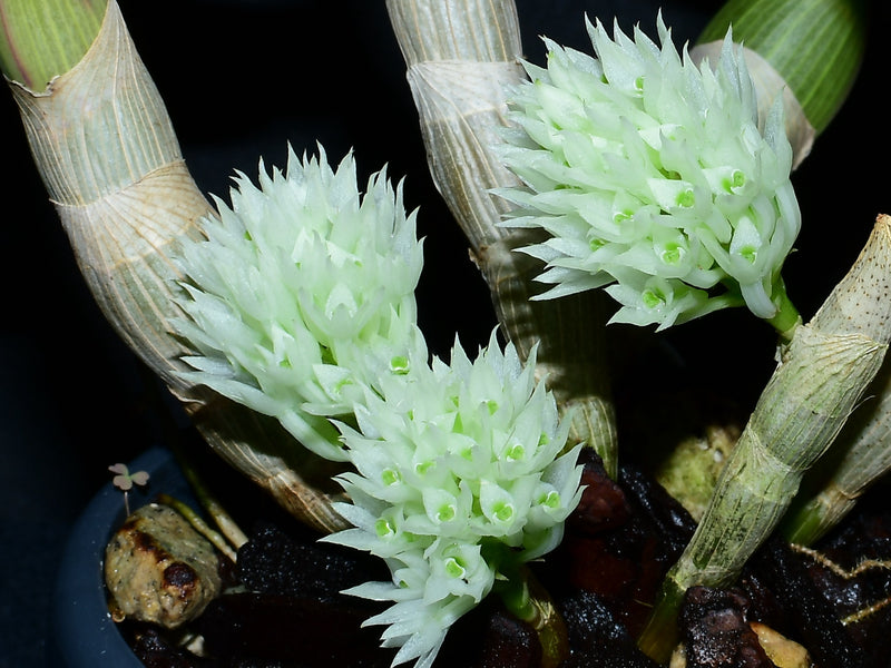 Dendrobium capituliflorum (10 cm Ampeltopf)