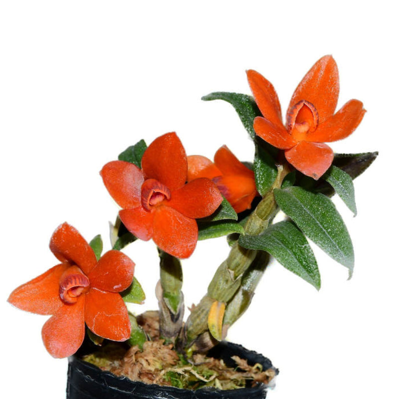 Den. Papuatu f. orange