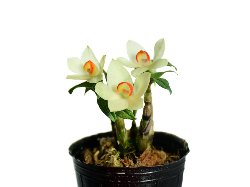 Den. Papuatu f. white