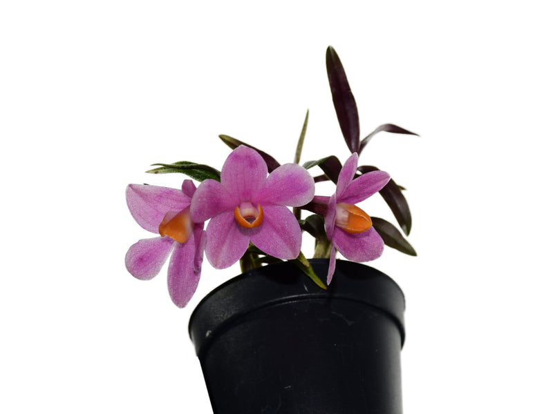 Dendrobium Butterfly Jewel f. pink