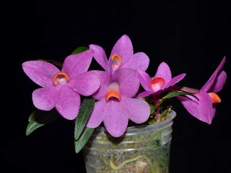 Dendrobium Butterfly Jewel f. pink