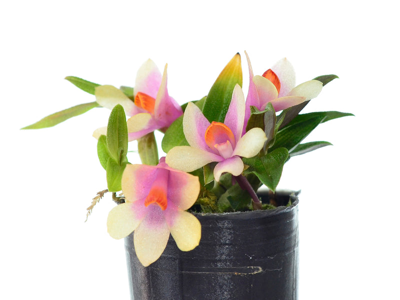 Dendrobium Ecuagenera Rainbow
