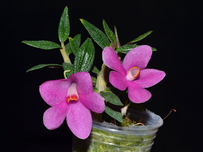 Dendrobium Ecuagenera Rainbow f. pink