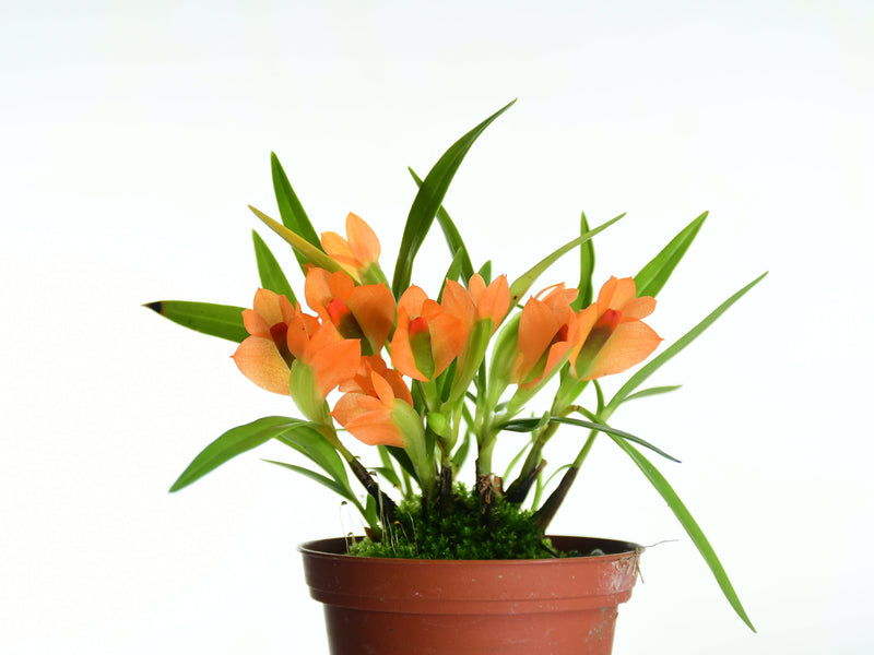 Dendrobium Jean Minet OP in vitro