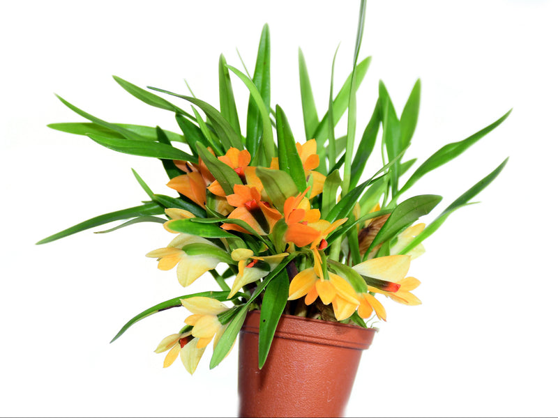 Dendrobium Jean Minet OP in vitro