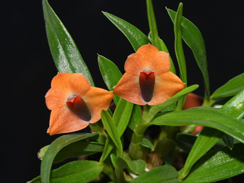 Dendrobium Michel Vallee OP in vitro