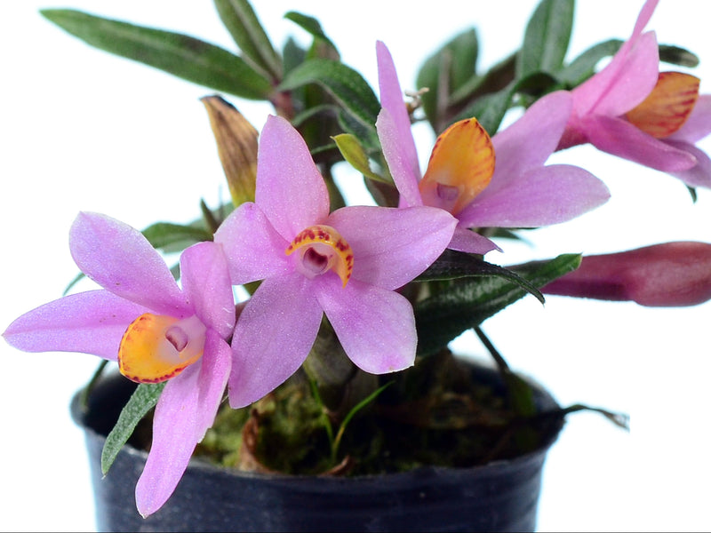 Dendrobium Misty Magic f. pink
