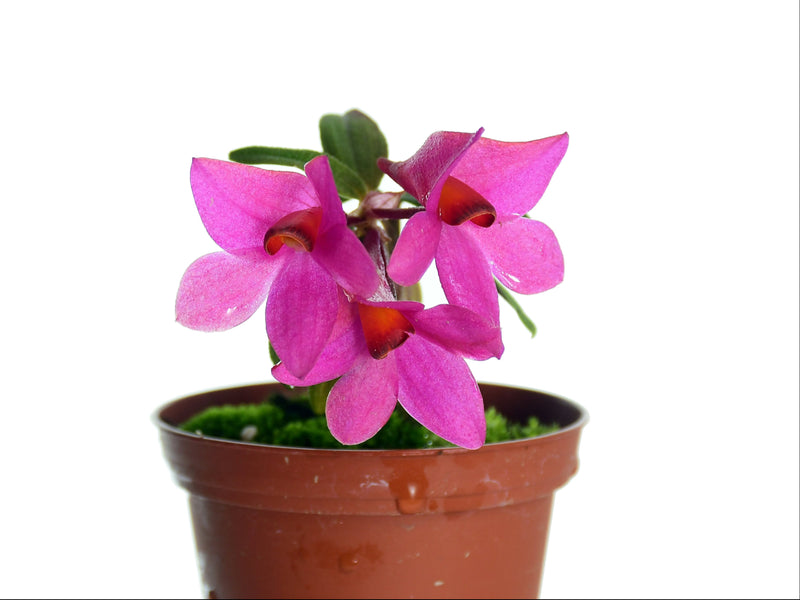 Dendrobium Mtn's Butterfly Kisses 'Pink'