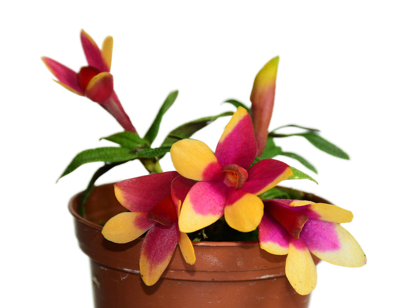 Dendrobium Mtn's Butterfly Kisses f. rojo-xanthinum