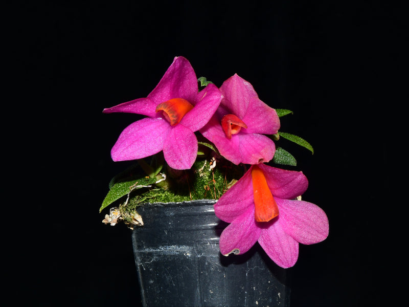 Dendrobium Swiss Mountain Palace