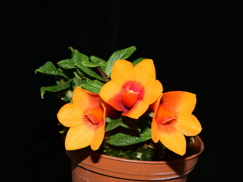 Dendrobium Swiss Mountain Palace 'Pepe'