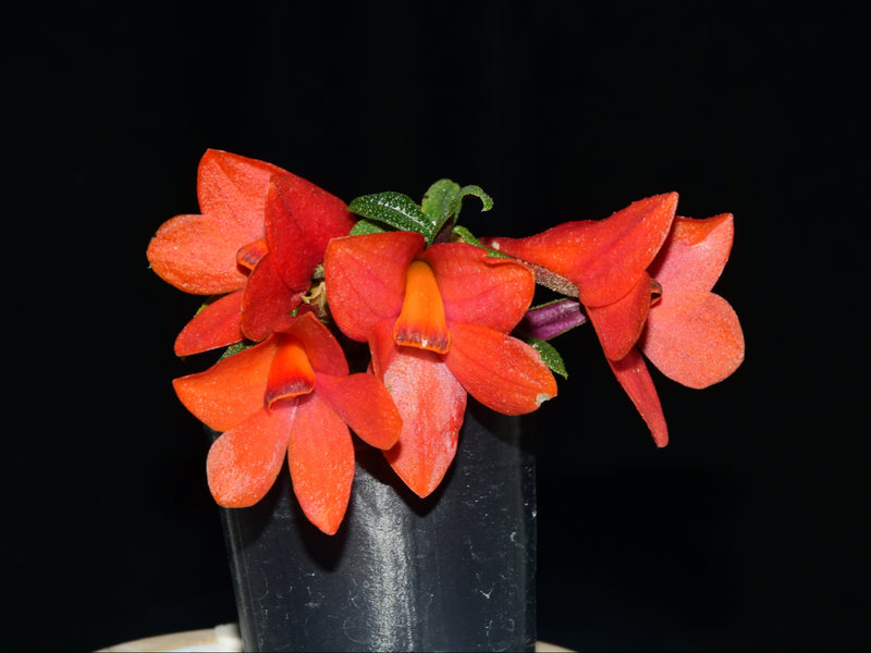 Dendrobium Swiss Mountain Palace red 'Camila'