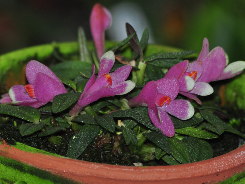 Dendrobium cuthbertsonii f. bicolor