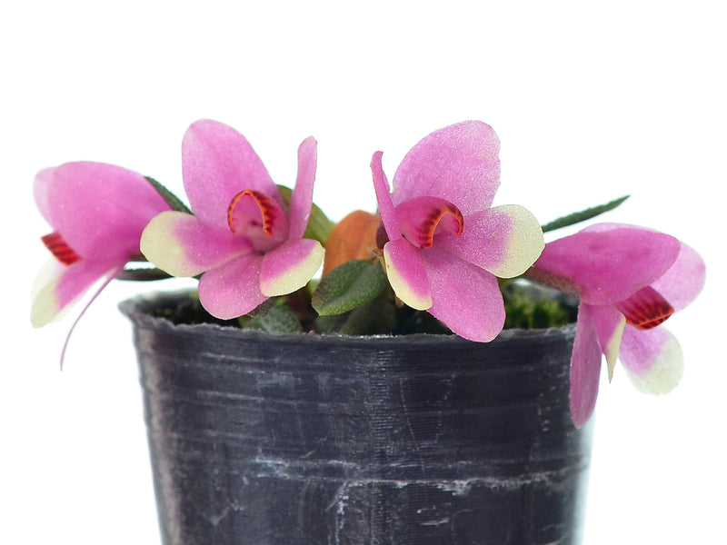 Dendrobium cuthbertsonii f. bicolor