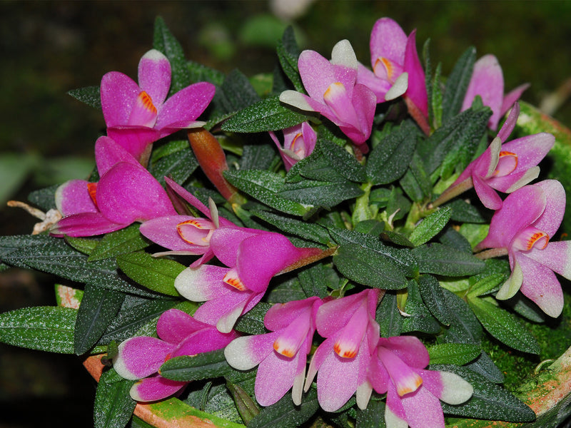 Dendrobium cuthbertsonii f. bicolor
