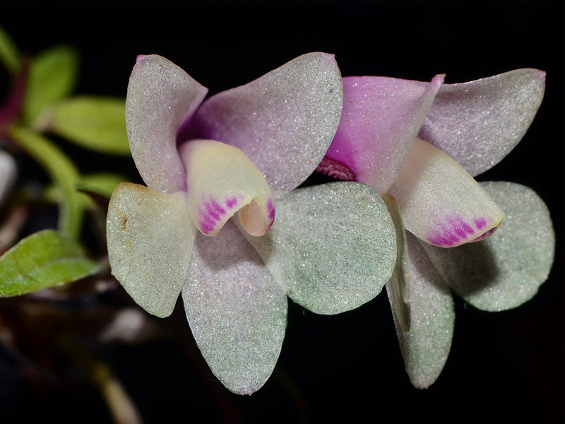 Dendrobium cuthbertsonii pink x GG bicolor